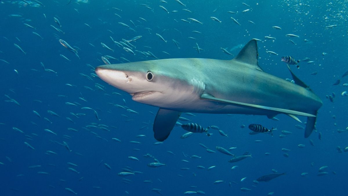Vor der Küste Spaniens sorgten gleich zwei Haie für Panik. (Foto)