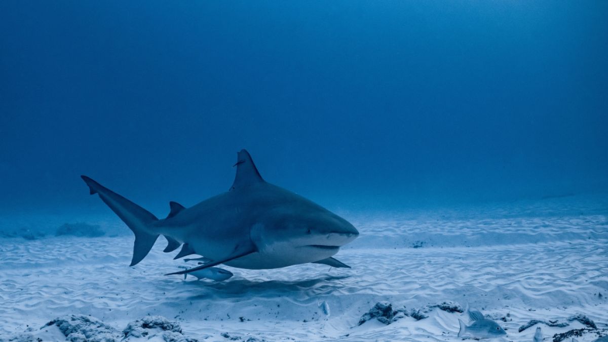 Vor der Küste Floridas hat ein Bullenhai ein Fischerboot mehrfach angegriffen. (Foto)