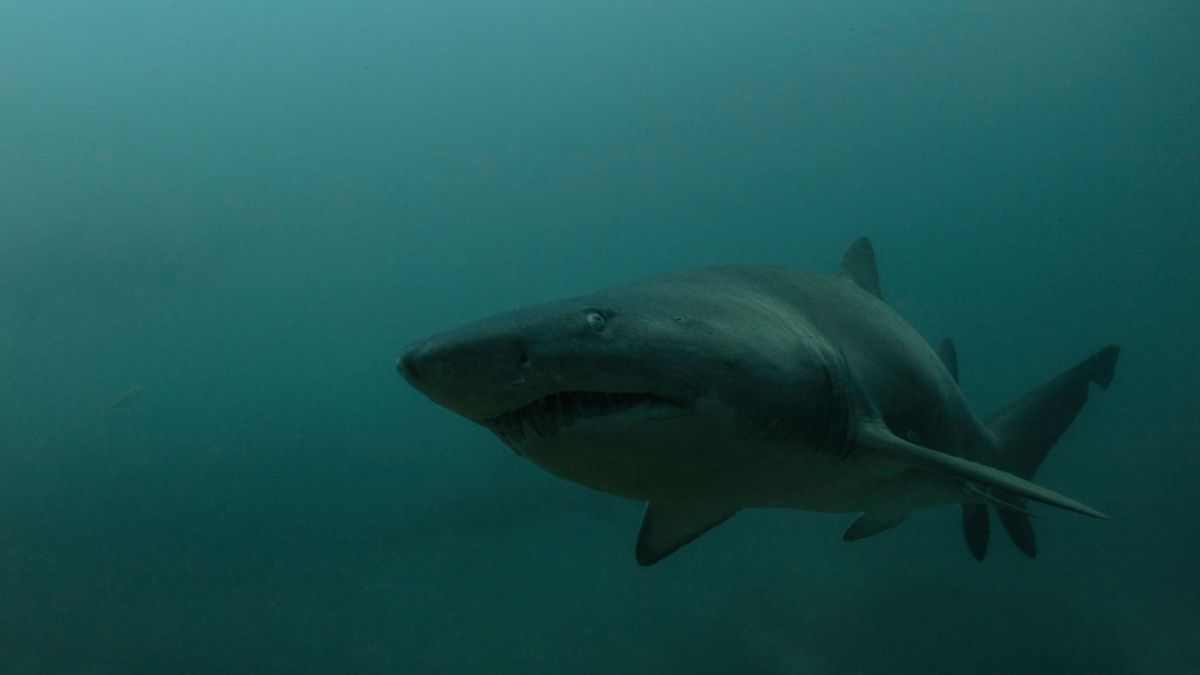 #Haifisch-Schocker am Bondi Beach: Drohne filmt Fressorgie! Schwimmerin stößt aufwärts Meeresräuber