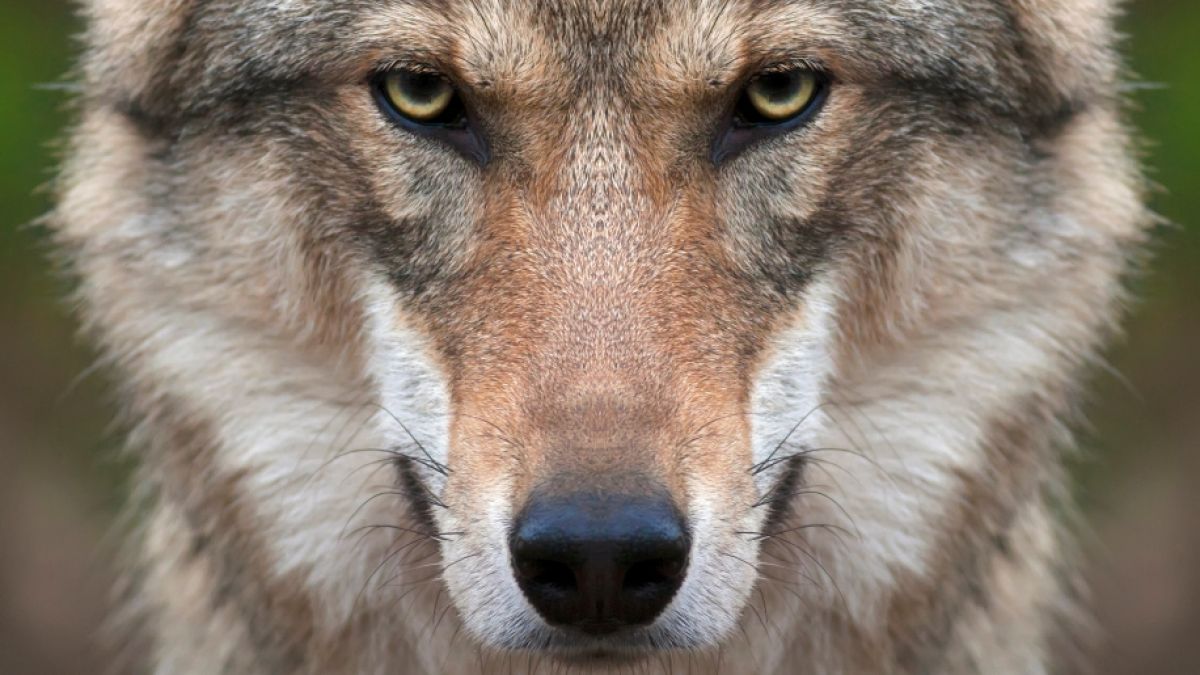 Ein Wolf biss im Filmtierpark Eschede einem achtjährigen Jungen in die Brust. (Symbolfoto) (Foto)