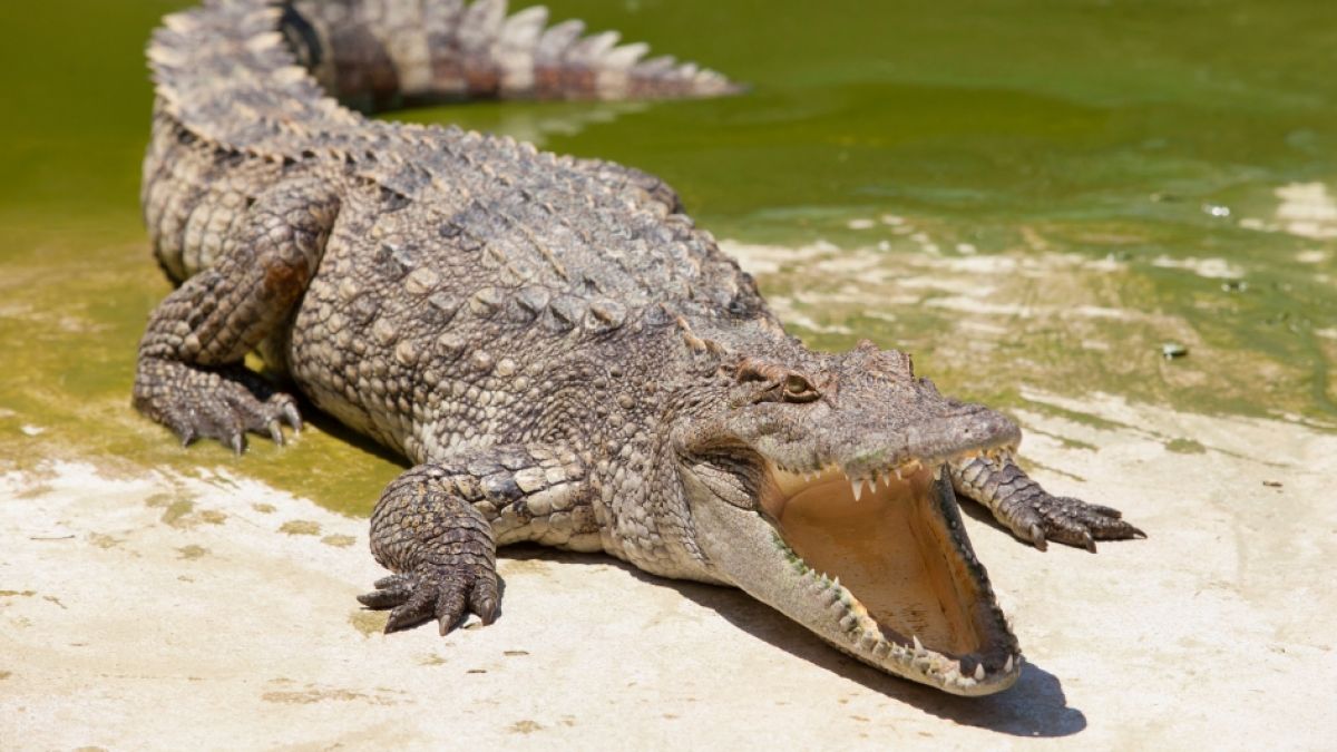 Ein Krokodil hat einen 29-Jährigen verschlungen. (Foto)