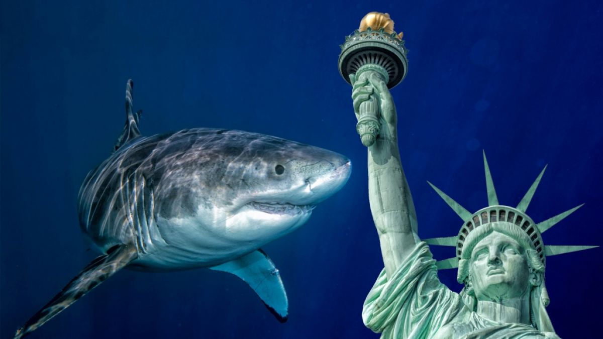 Nach Jahren wurde in New York erstmals wieder ein Hai gesichtet. (Foto)