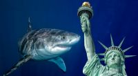 Nach Jahren wurde in New York erstmals wieder ein Hai gesichtet.