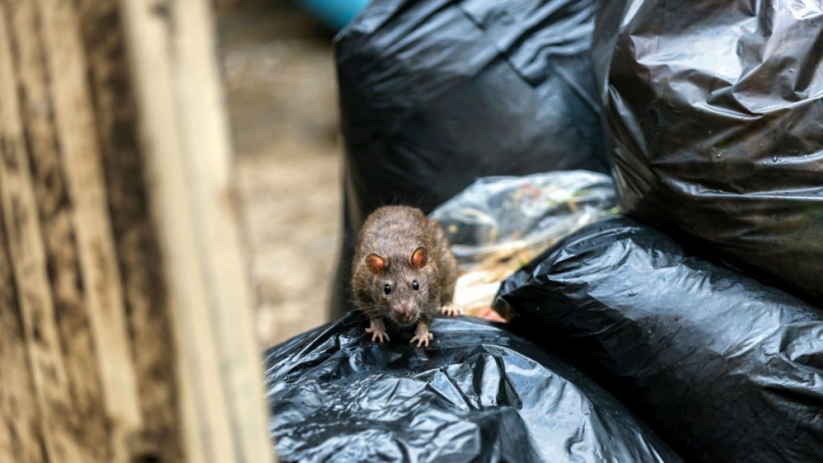 Abgelegte Müllsäcke verschlimmern eine Rattenplage in Greater Manchester noch zusätzlich. (Symbolfoto) (Foto)