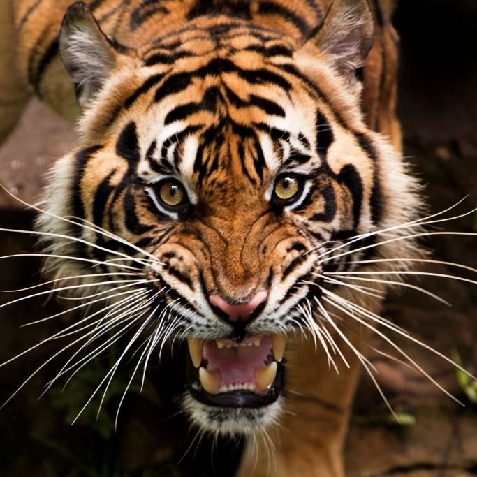 Tiger reißt Mann (47) den Kopf ab