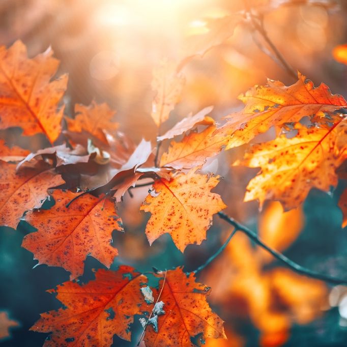 Kalter Herbststart oder heißer Spätsommer? Das prophezeien Meteorologen