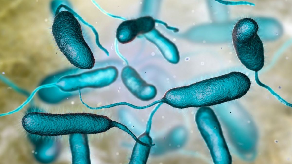 Eine Infektion mit dem Erreger Vibrio vulnificus kostete fünf Menschen in Florida das Leben. (Foto)