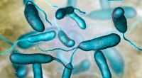 Eine Infektion mit dem Erreger Vibrio vulnificus kostete fünf Menschen in Florida das Leben.