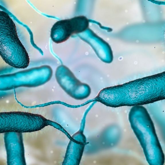 Auch Bakterien-Fund in Ostsee! Fleischfressende Keime töten fünf Menschen in Florida