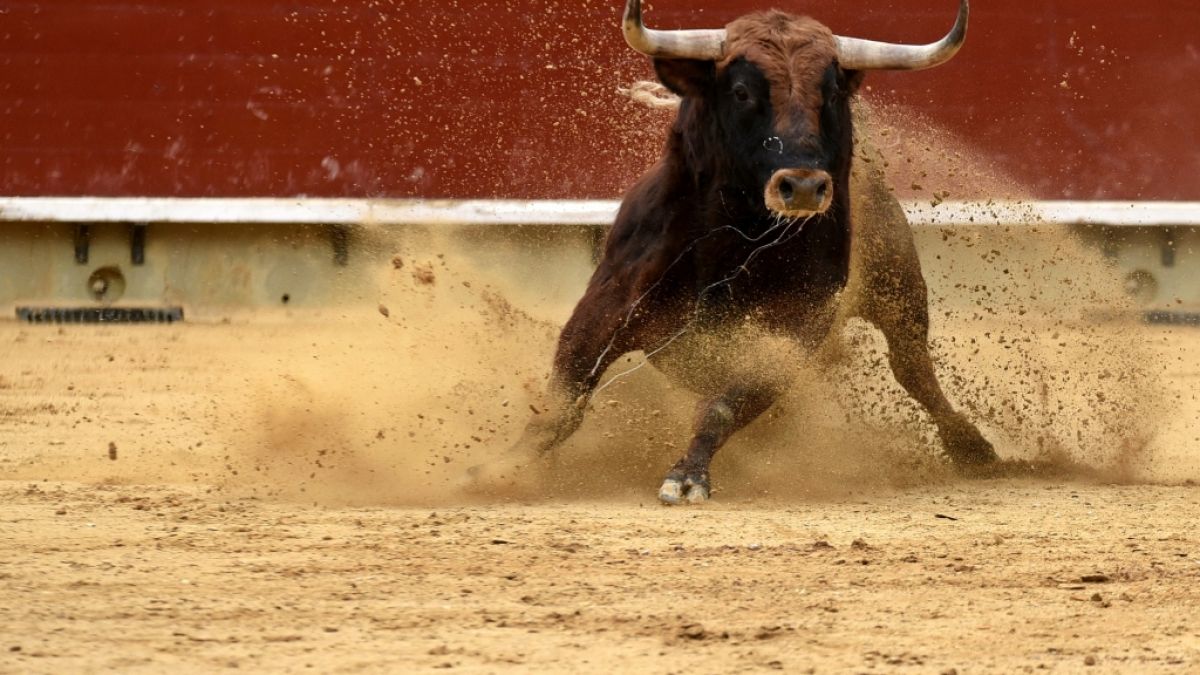 Ein Stier hat einen Jugendlichen bei einer Hatz in Spanien zerfleischt. (Foto)