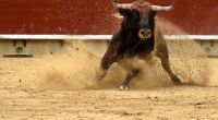 Ein Stier hat einen Jugendlichen bei einer Hatz in Spanien zerfleischt.
