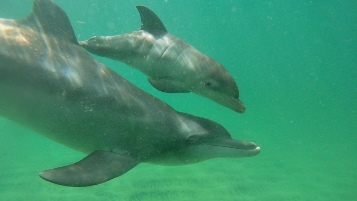 Ein Delfin-Baby starb jetzt wohl, weil jemand ein Selfie mit dem Tier aufnahm. (Symbolbild) (Foto)