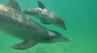 Ein Delfin-Baby starb jetzt wohl, weil jemand ein Selfie mit dem Tier aufnahm. (Symbolbild)
