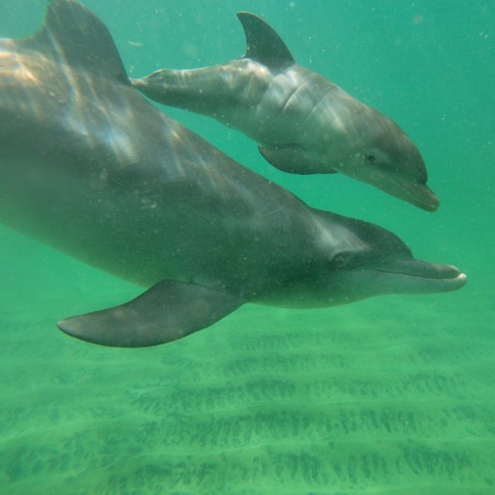 Delfin-Baby für Instagram-Foto gestorben