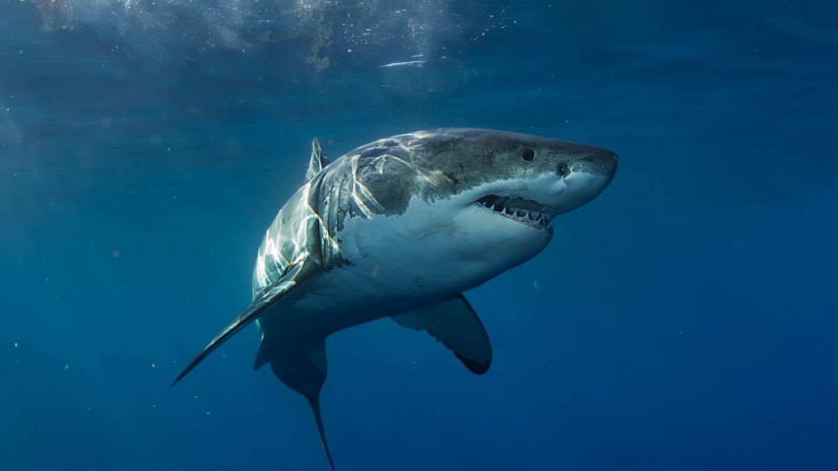 Ein Weißer Hai hat einen Surfer in Australien lebengefährlich verletzt. (Foto)