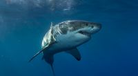 Ein Weißer Hai hat einen Surfer in Australien lebengefährlich verletzt.