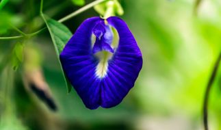 Die Blaue Klitorie (Clitoria ternatea) sieht aus wie eine kletternde Vulva. 