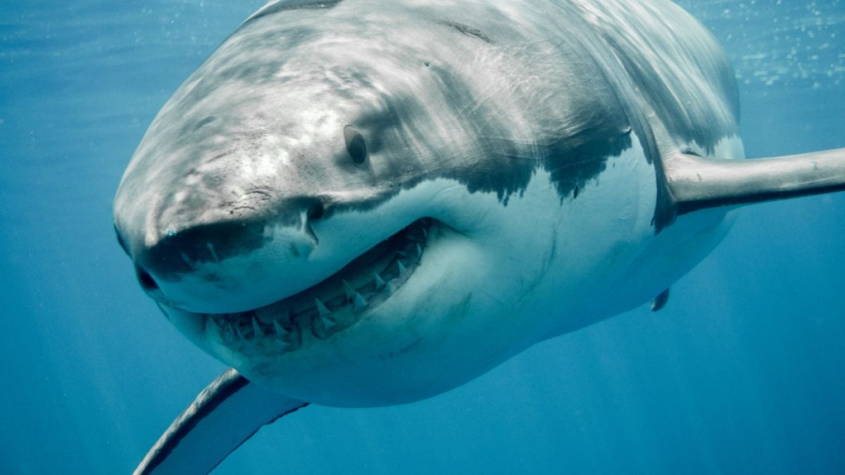 Wie groß ist die Gefahr eines Haiangriffs tatsächlich? (Foto)