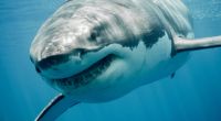 Wie groß ist die Gefahr eines Haiangriffs tatsächlich?