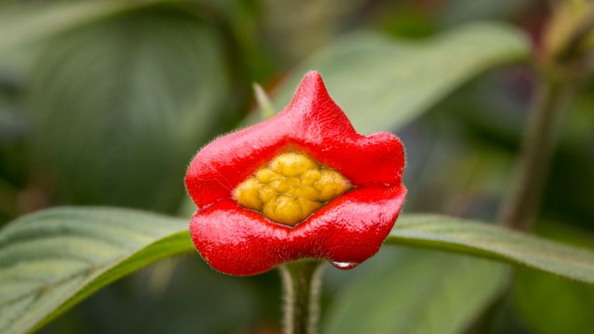 Die "Kusspflanze" sieht aus wie dicke rote Lippen. (Foto)