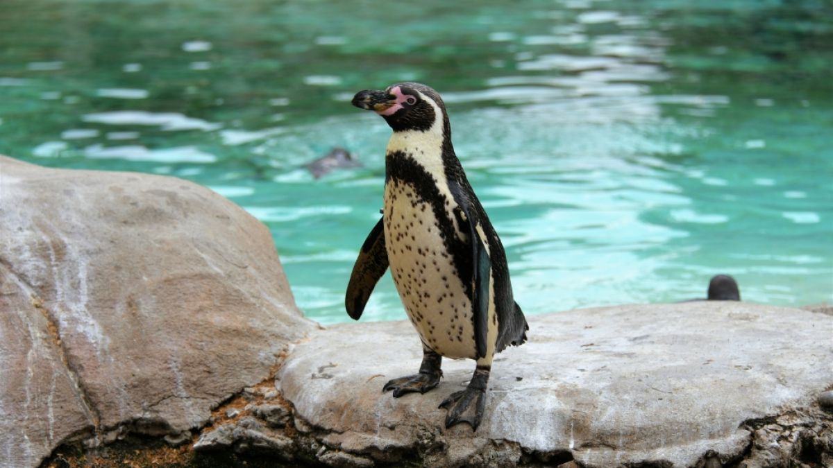 Im Rostocker Zoo wurde am Dienstagmorgen ein geköpfter Pinguin entdeckt. (Symbolfoto) (Foto)