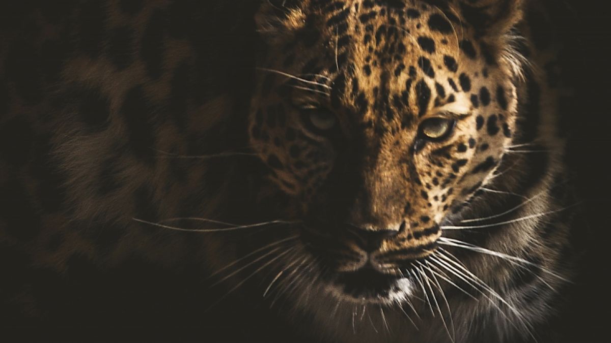 Ein Leopard hat einen 7-Jährigen komplett zerfleischt. (Foto)