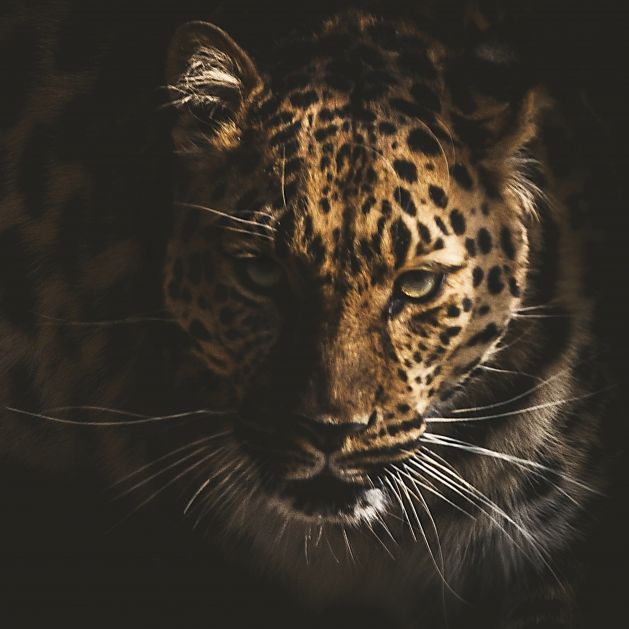 Komplett zerfleischt! Leopard tötet 7-Jährigen bei Horror-Angriff