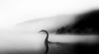 Existiert das Monster von Loch Ness wirklich?