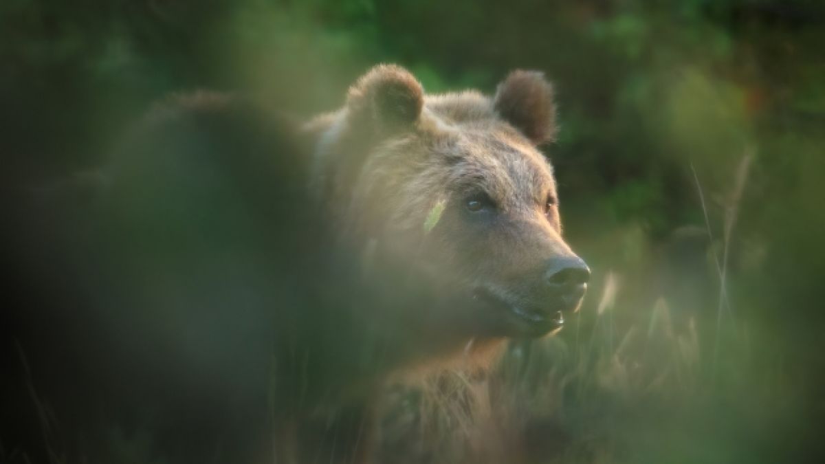 Eine Braunbärin streift in Italien herum (Foto). Jetzt wurde eine beliebte Bären-Mama namens Amarena in der Nähe des Nationalparks Abruzzen erschossen. (Foto)