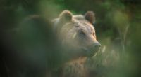 Eine Braunbärin streift in Italien herum (Foto). Jetzt wurde eine beliebte Bären-Mama namens Amarena in der Nähe des Nationalparks Abruzzen erschossen.