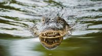 Am Portchartrain-See bei New Orleans hat ein Alligator ein Kind zerfleischt (Symbolfoto).