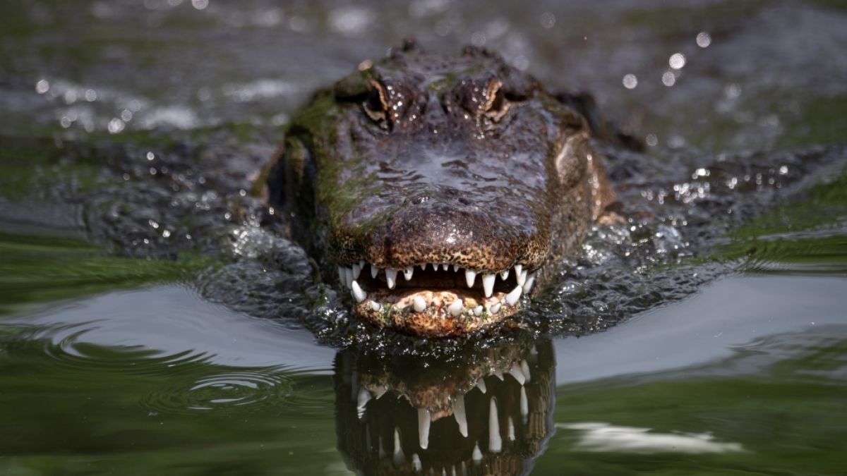 In Florida hat ein Alligator eine Person bei lebendigem Leib verschlungen - das bemitleidenswerte Opfer wurde als die obdachlose Sabrina Peckham identifiziert (Symbolfoto). (Foto)