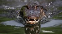 In Florida hat ein Alligator eine Person bei lebendigem Leib verschlungen - das bemitleidenswerte Opfer wurde als die obdachlose Sabrina Peckham identifiziert (Symbolfoto).