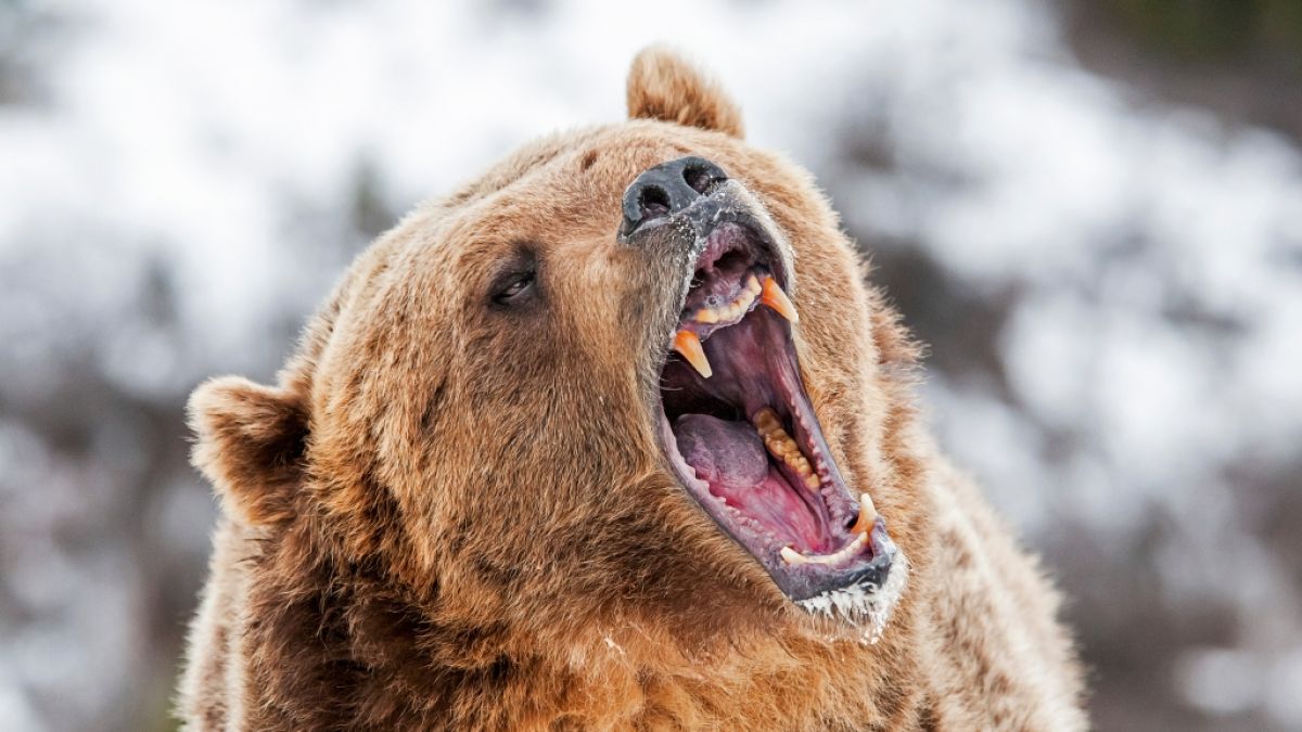 Ein Grizzlybär soll im Banff National Park, Kanada, ein Paar mit Hund getötet haben. (Symbolfoto) (Foto)