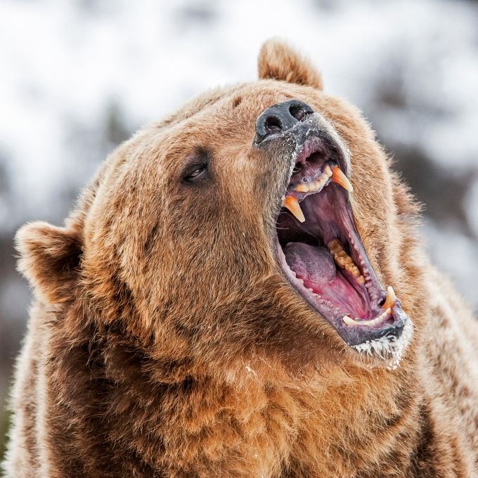 Ein Grizzlybär soll im Banff National Park, Kanada, ein Paar mit Hund getötet haben. (Symbolfoto)