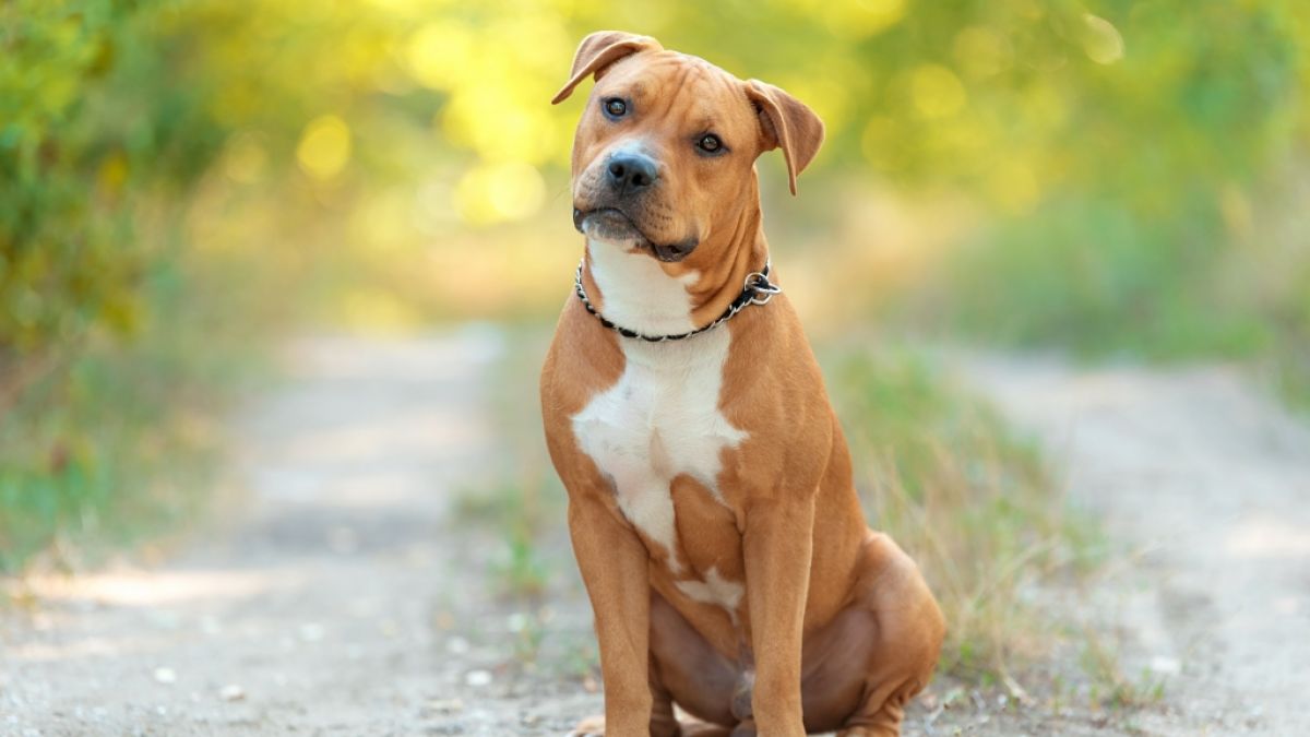 Ein American Staffordshire Terrier hat in Österreich eine Joggerin totgebissen. (Symbolfoto) (Foto)