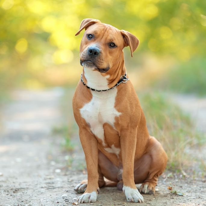 Ein American Staffordshire Terrier hat in Österreich eine Joggerin totgebissen. (Symbolfoto)