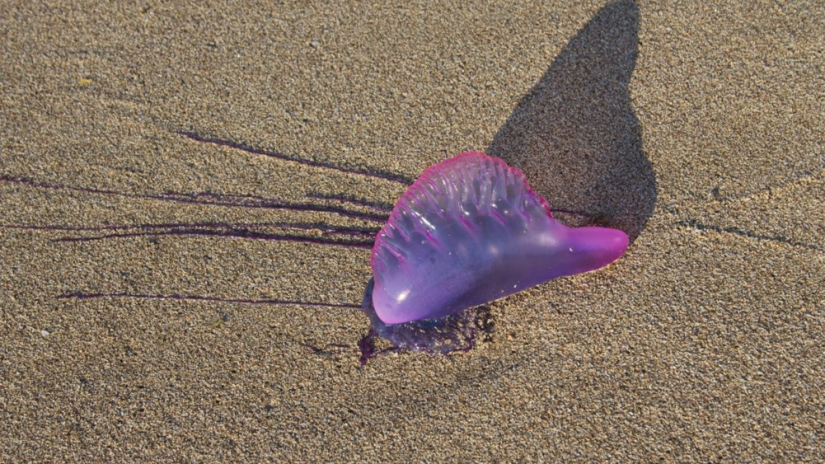 Zwar sehen Portugiesische Galeeren wunderschön aus, doch sie können potenziell tödlich sein. (Foto)