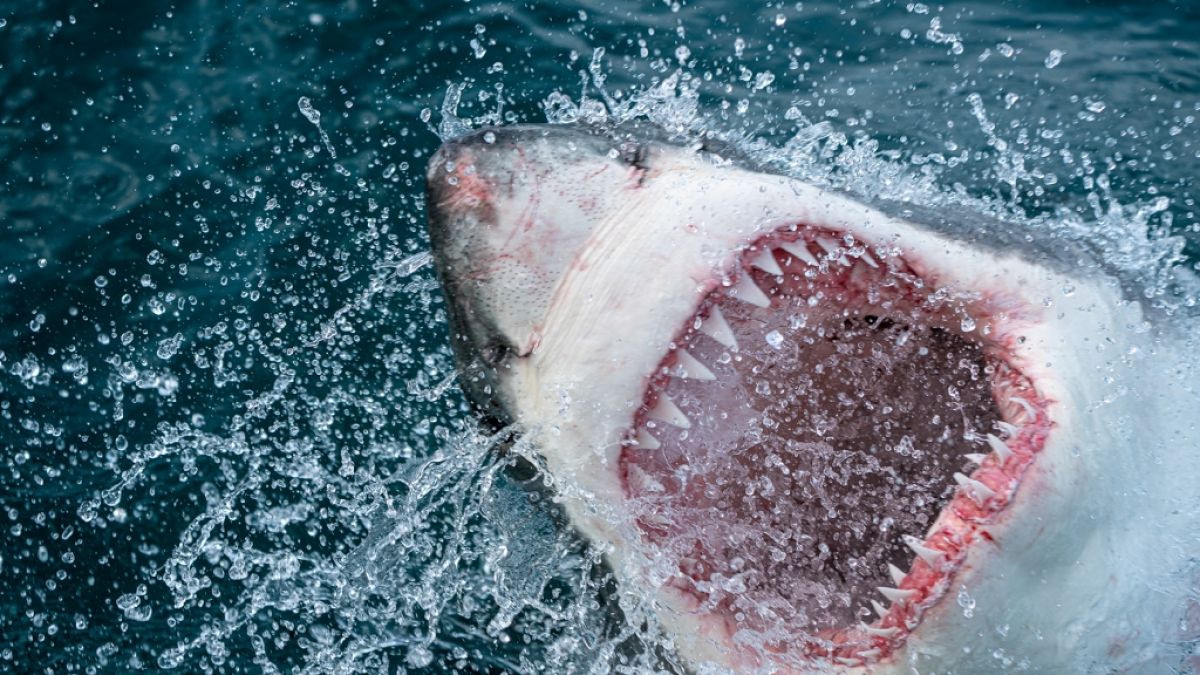 In Kalifornien ist ein Mann offenbar bei einer Hai-Attacke ums Leben gekommen. (Foto)