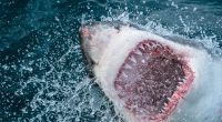 In Kalifornien ist ein Mann offenbar bei einer Hai-Attacke ums Leben gekommen.