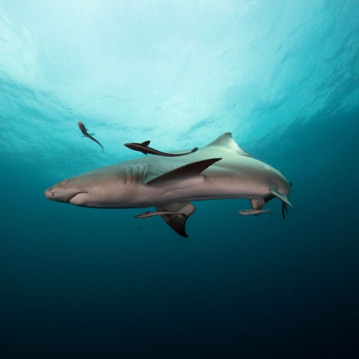 Mann erschlägt Hai mit Hammer! Das ist seine kuriose Strafe