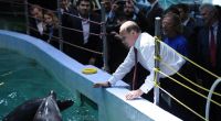 Wladimir Putin mit Delfinen
