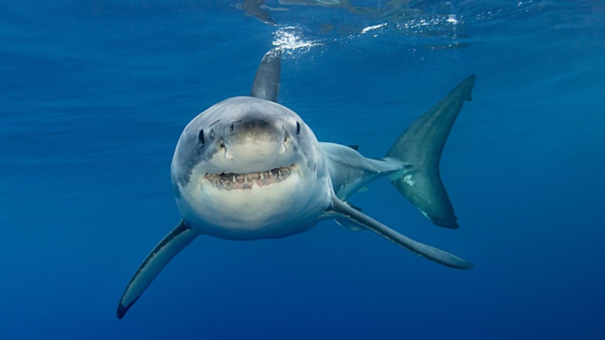 Ein Hai soll einen 55-Jährigen getötet haben. (Foto)