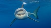 Ein Hai soll einen 55-Jährigen getötet haben.