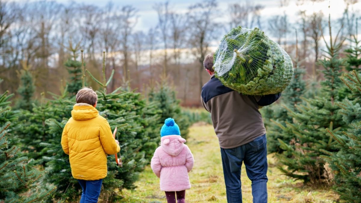 Weihnachtsbäume sollen in diesem Jahr noch teurer werden. (Foto)