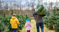 Weihnachtsbäume sollen in diesem Jahr noch teurer werden.