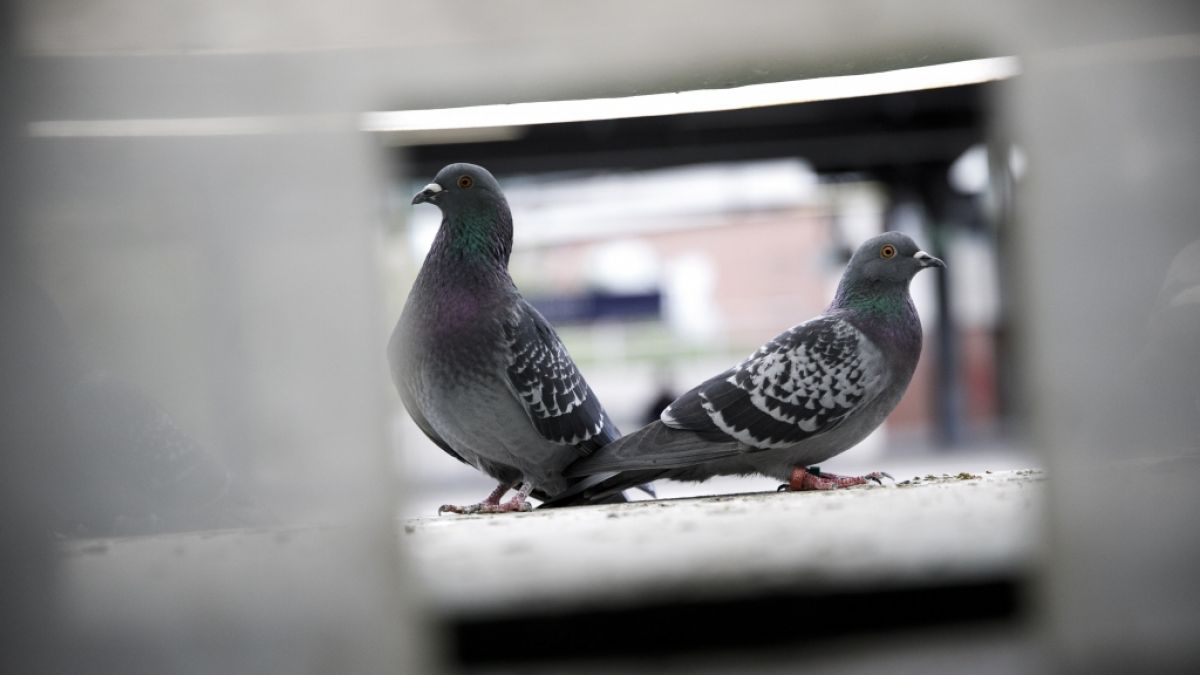 Ein Tierquäler soll in Berlin Tauben brutal getötet und anschließend gegessen haben. (Foto)