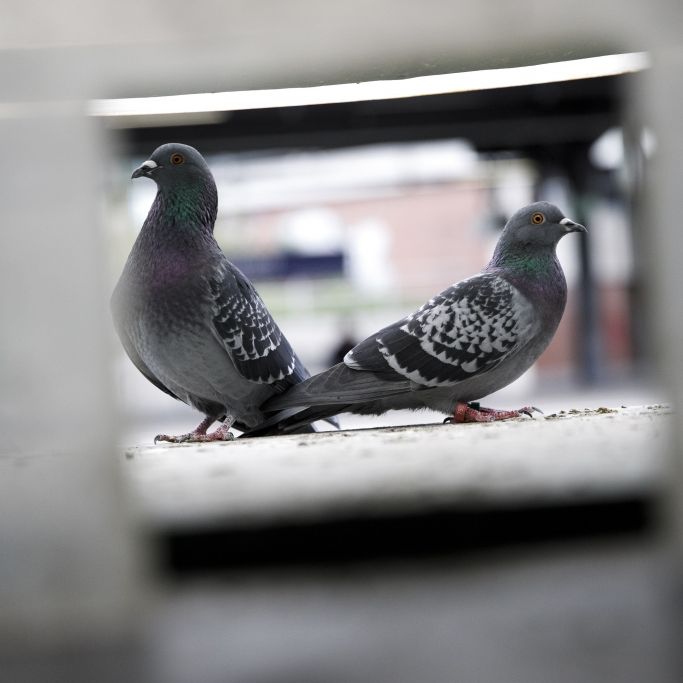 Auf öffentlichen Plätzen! Mann tötet und verspeist Tauben