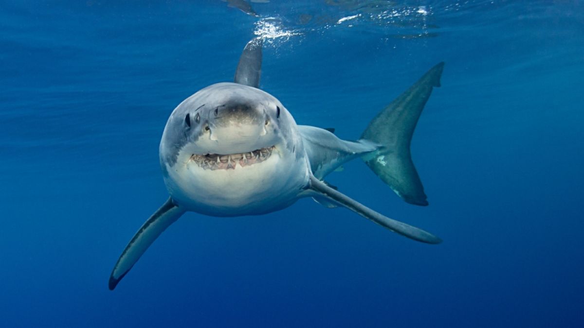 Schon wieder hat ein Hai einen Menschen attackiert. (Foto)