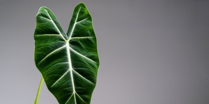 Seltene Zimmerpflanzen